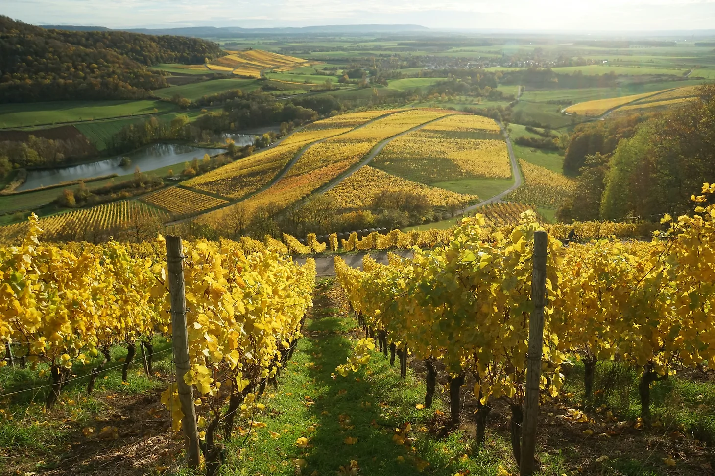 Canadian Researchers Are Leading Efforts to Protect the World's Wines From Climate Change
